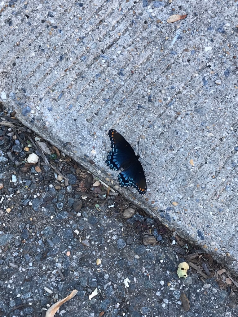 A black swallowtail butterfly rests on a slab of gray concrete. 